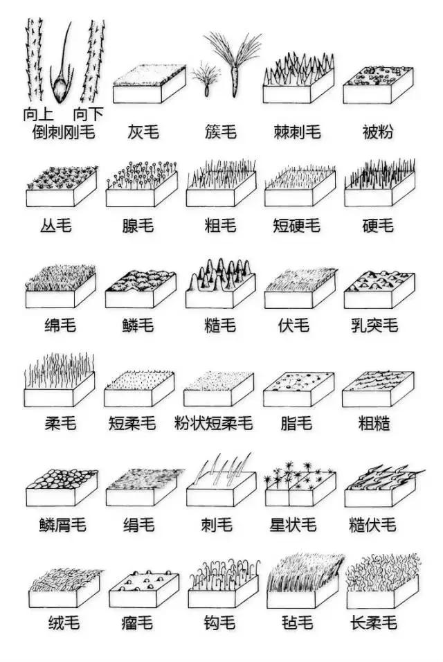 最全植物形态图解