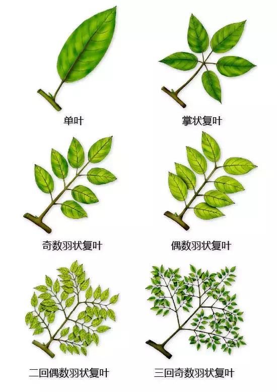 最全植物形态图解