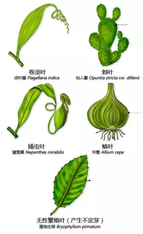 最全植物形态图解