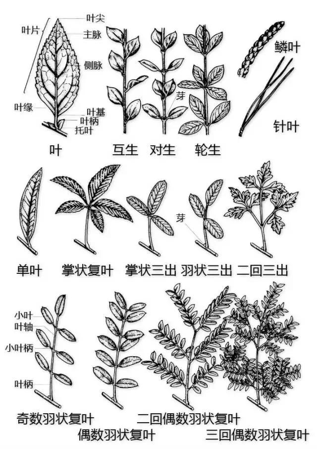 最全植物形态图解