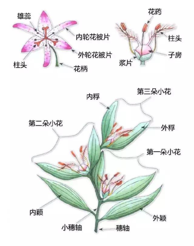 最全植物形态图解