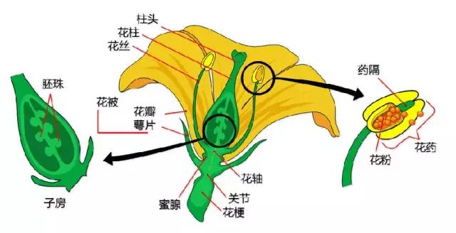 最全植物形态图解
