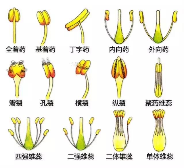 最全植物形态图解