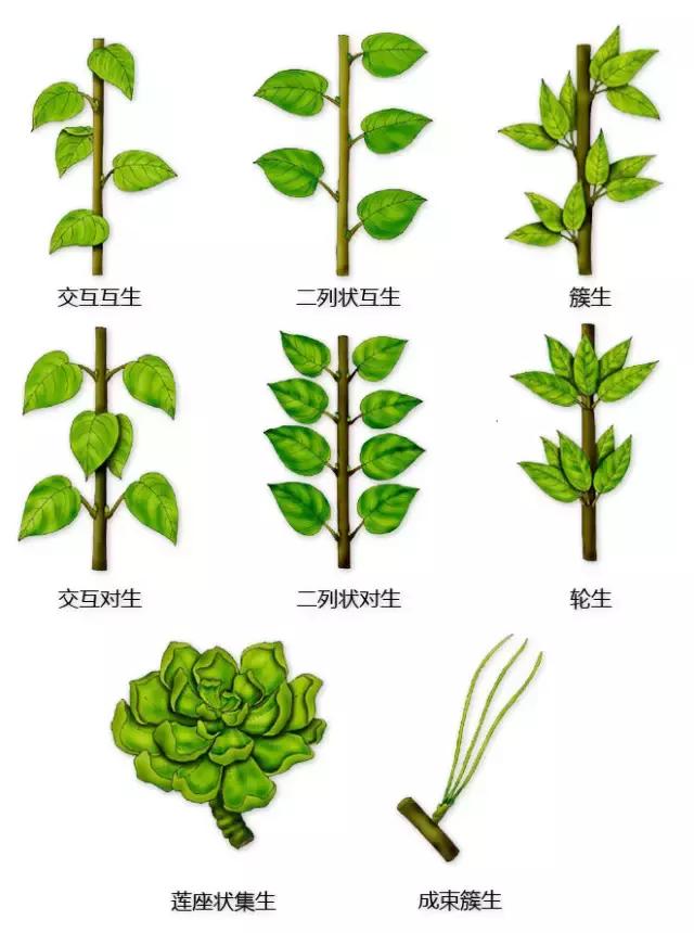 最全植物形态图解