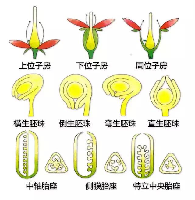 最全植物形态图解