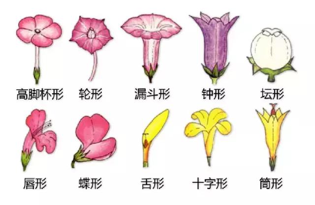 最全植物形态图解