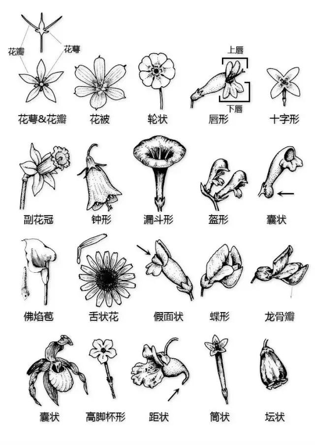 最全植物形态图解