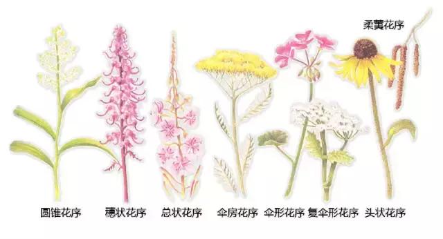 最全植物形态图解