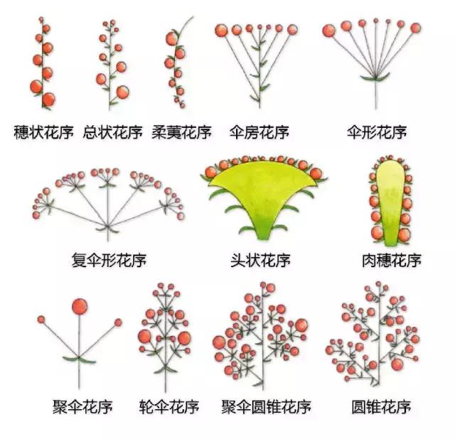 最全植物形态图解