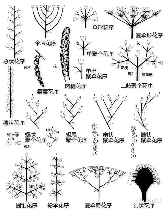最全植物形态图解