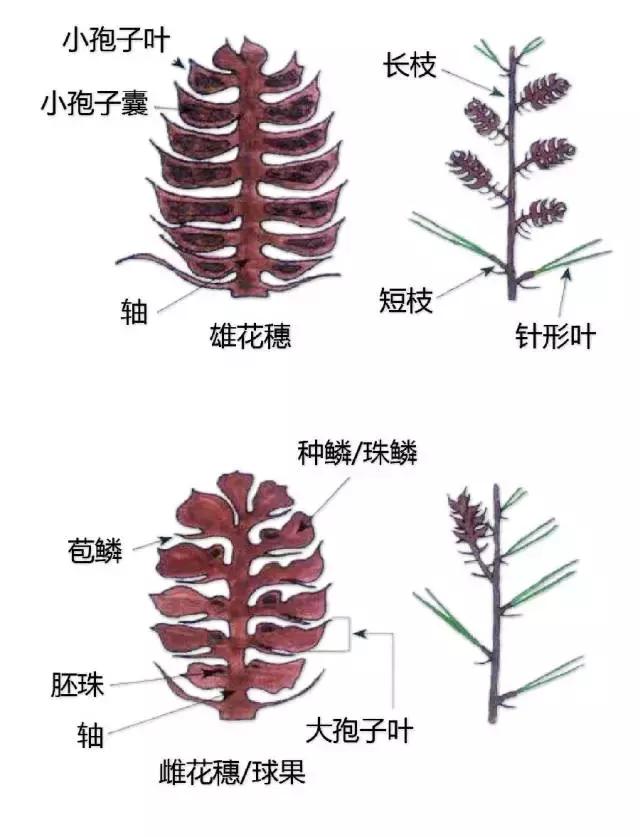 最全植物形态图解