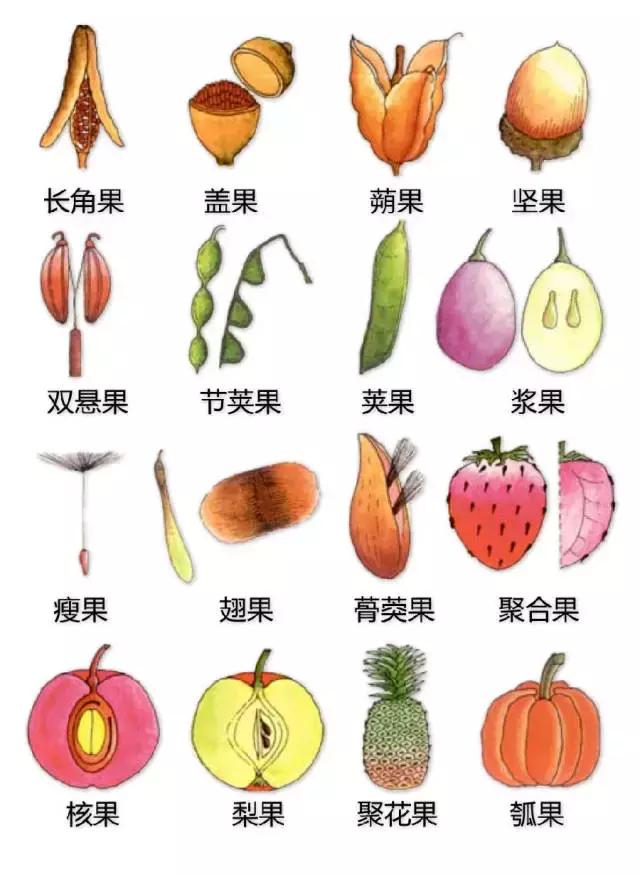 最全植物形态图解