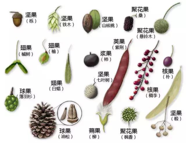 最全植物形态图解
