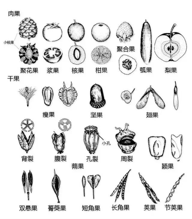 最全植物形态图解