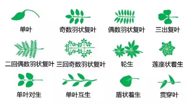 最全植物形态图解