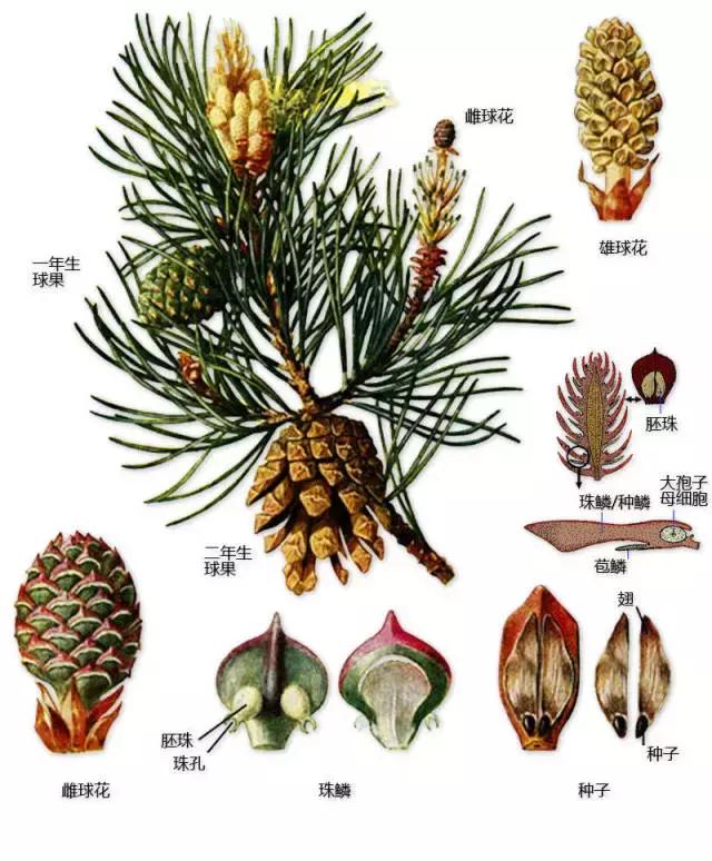 最全植物形态图解