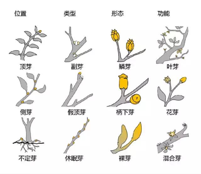 最全植物形态图解