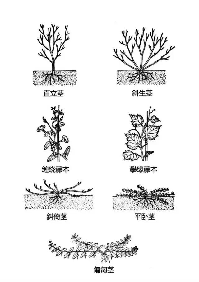 最全植物形态图解