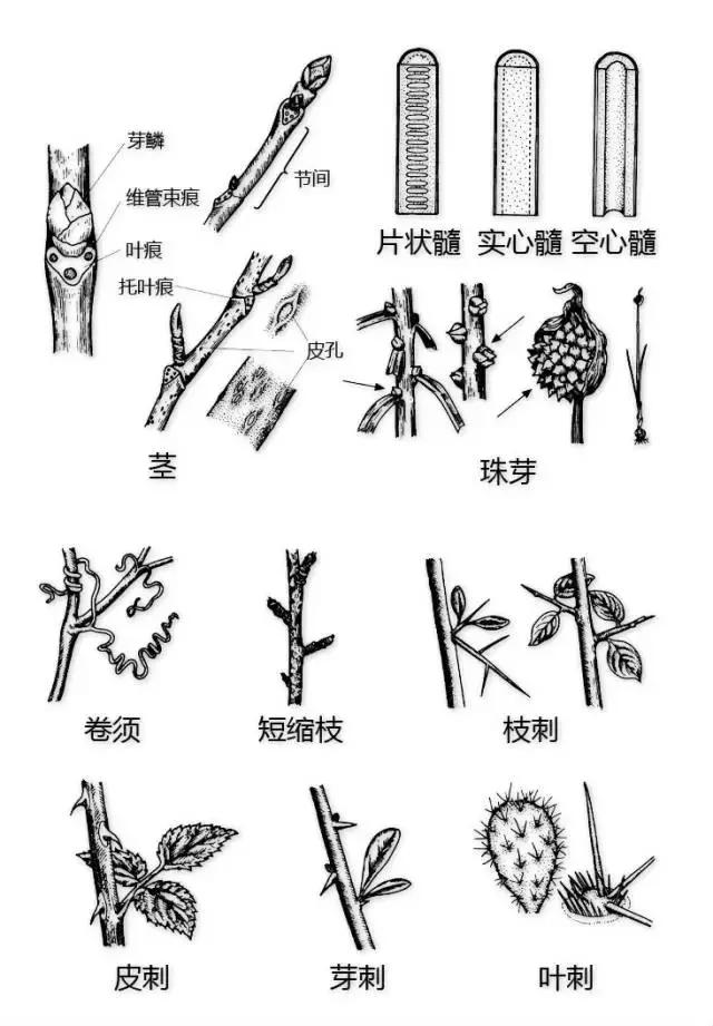 最全植物形态图解