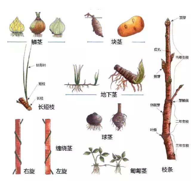 正文  打开今日头条,                     变态叶↓ d 芽,茎,根等 芽