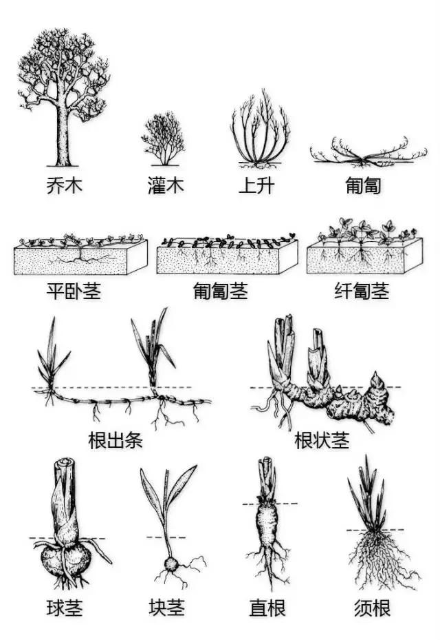 最全植物形态图解