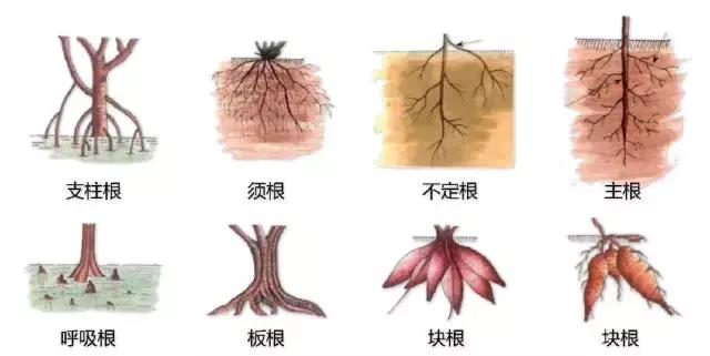 最全植物形态图解
