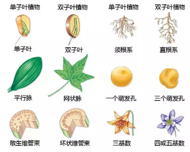 最全植物形态图解