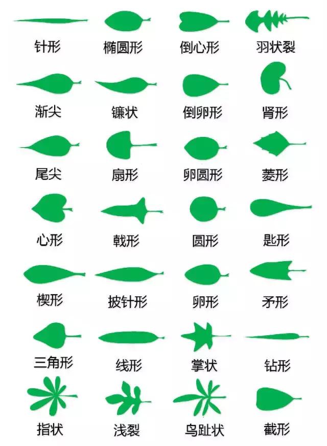 最全植物形态图解