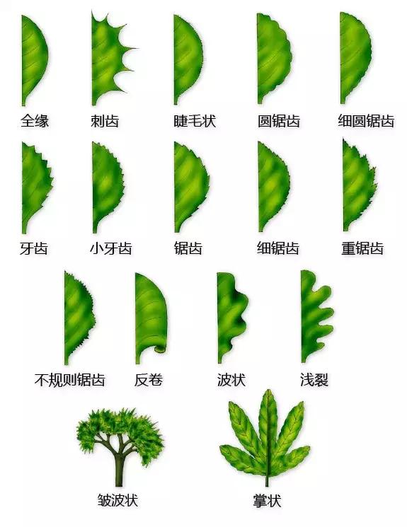 最全植物形态图解
