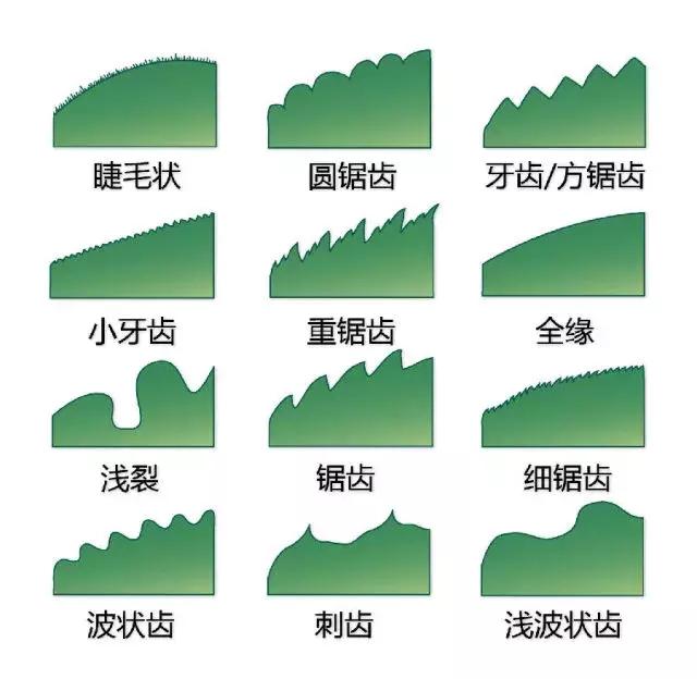 最全植物形态图解