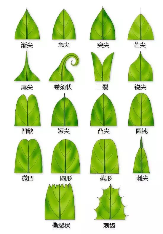 最全植物形态图解