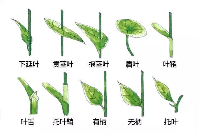 最全植物形态图解