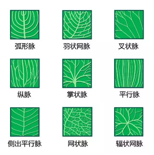 最全植物形态图解