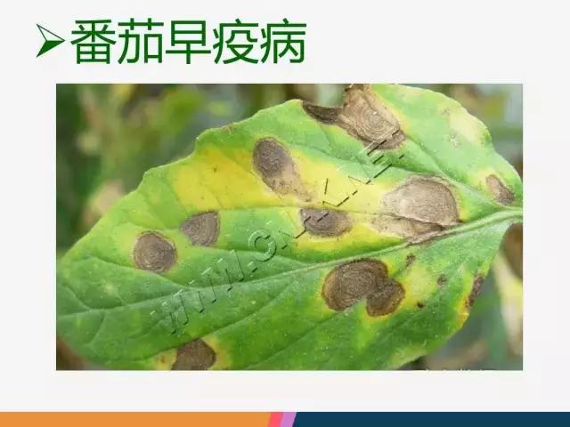 西红柿“十四大”病害症状和解决方案！