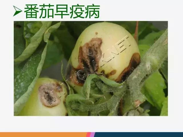 西红柿“十四大”病害症状和解决方案！