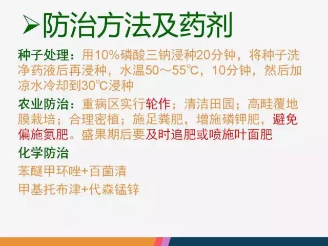 西红柿“十四大”病害症状和解决方案！
