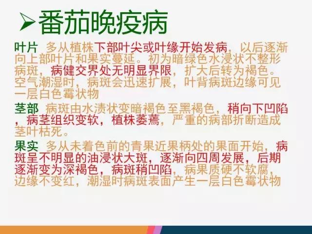 西红柿“十四大”病害症状和解决方案！