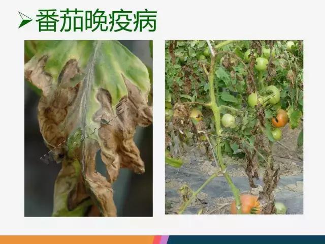 西红柿“十四大”病害症状和解决方案！