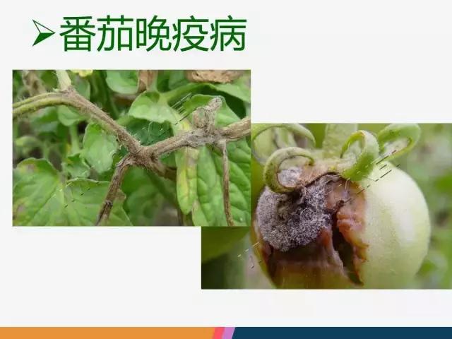 西红柿“十四大”病害症状和解决方案！