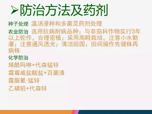 西红柿“十四大”病害症状和解决方案！