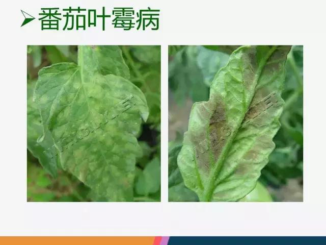西红柿“十四大”病害症状和解决方案！