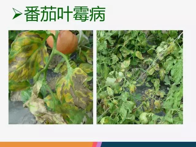 西红柿“十四大”病害症状和解决方案！