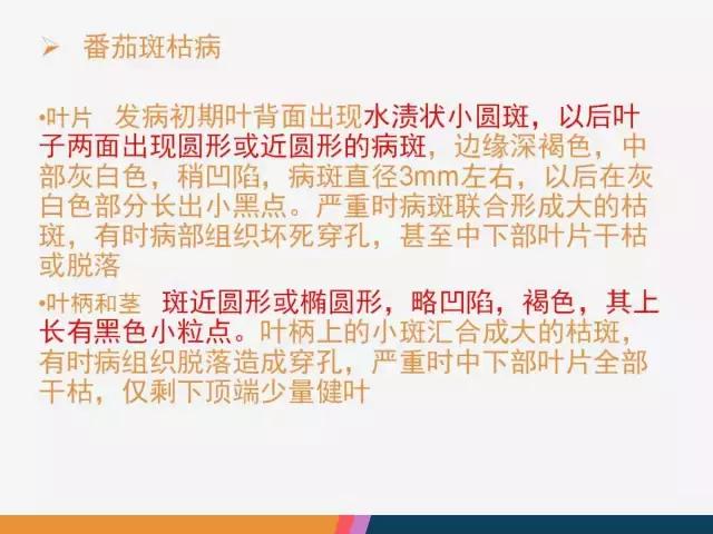 西红柿“十四大”病害症状和解决方案！