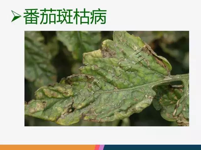 西红柿“十四大”病害症状和解决方案！