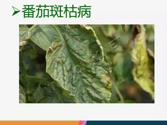 西红柿“十四大”病害症状和解决方案！