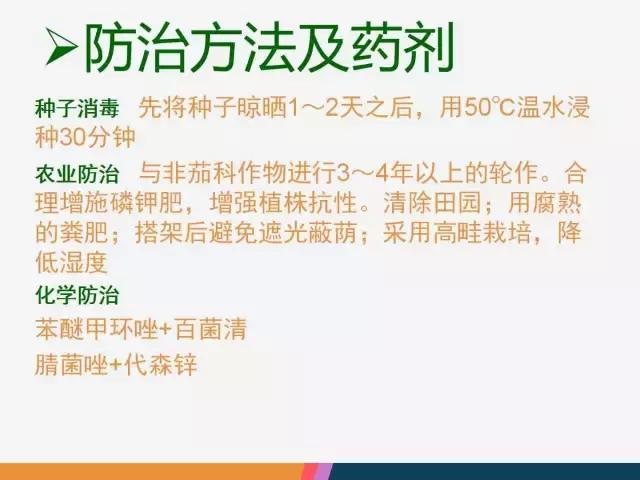 西红柿“十四大”病害症状和解决方案！