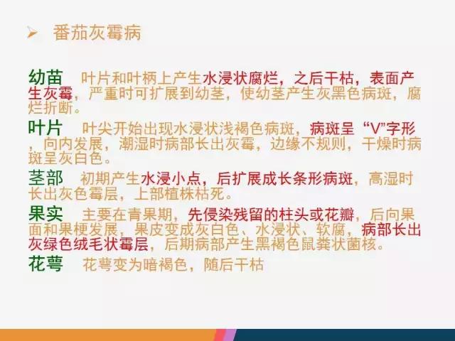 西红柿“十四大”病害症状和解决方案！