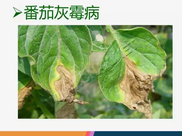西红柿“十四大”病害症状和解决方案！