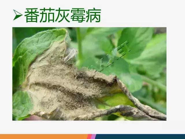 西红柿“十四大”病害症状和解决方案！