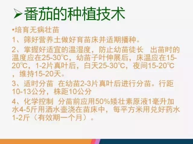 西红柿“十四大”病害症状和解决方案！